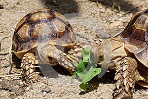 Close up African spurred tortoise resting in the Natural