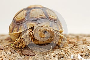 Close up African spurred tortoise resting in the Natural