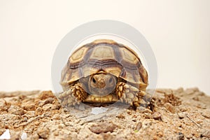 Close up African spurred tortoise resting in the Natural