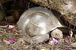 Close up African spurred tortoise resting in the Natural