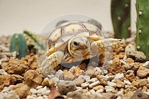 Close up African spurred tortoise resting in the Natural