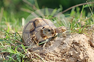 Close up African spurred tortoise resting in the Natural