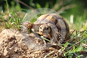 Close up African spurred tortoise resting in the Natural