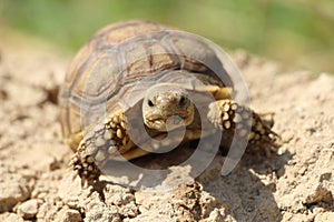 Close up African spurred tortoise resting in the Natural
