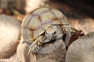 Close up African spurred tortoise resting in the Natural