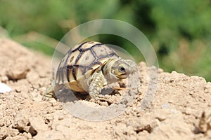 Close up African spurred tortoise resting in the Natural