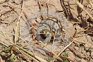 Close up African spurred tortoise resting in the Natural