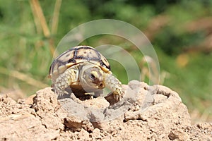 Close up African spurred tortoise resting in the Natural