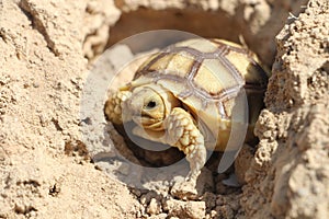 Close up African spurred tortoise resting in the Natural