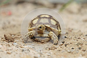 Close up African spurred tortoise resting in the Natural