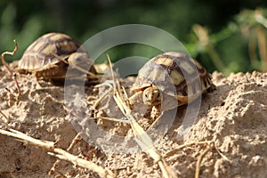 Close up African spurred tortoise resting in the Natural