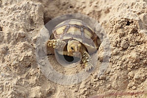 Close up African spurred tortoise resting in the Natural