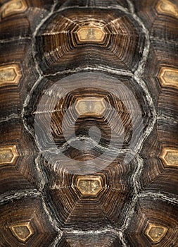 Close-up of an African Spurred Tortoise's carapace