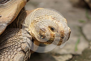 Close up of African Spurred Tortoise. Selective focus.