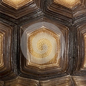 Close-up of African Spurred Tortoise shell, Geochelone sulcata
