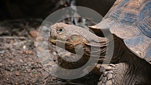 Close-up of African Spurred Tortoise or sulcata tortoise