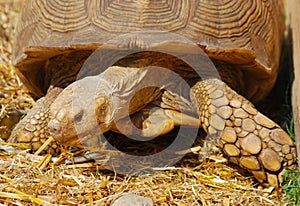 Close-up of an African tortoise