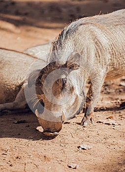 Close up African warthogs profile portrait