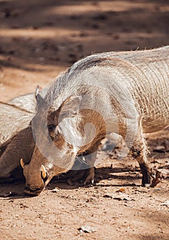 Close up African warthogs profile portrait