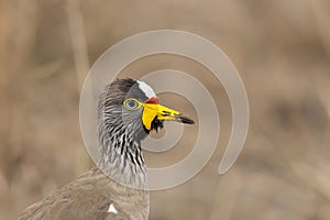 a close up of a African wattled lapwing