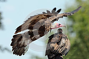 Close up of an African White Headed Vulture