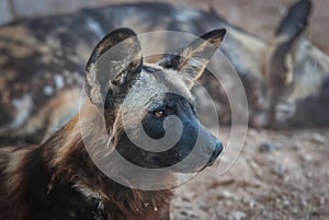 Close up of African wild dog