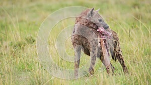 Close up African Wildlife in Maasai Mara National Reserve, Hyena with part of a kill, scavenging for