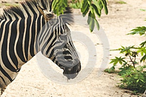 Close up of African zebra on the dry brown sand browsing