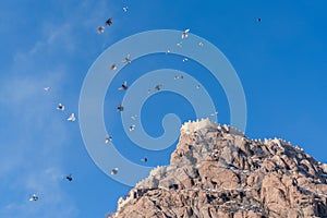 Close up of Afyon Kalesi with pigeons birds