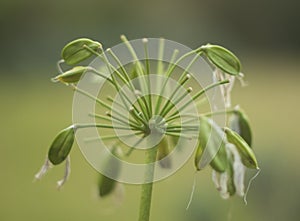 Close up of Agapantha plant