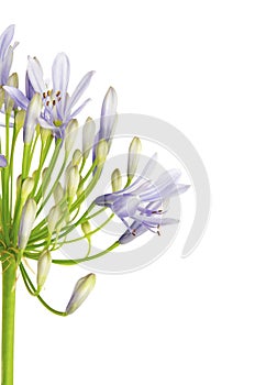 Close up of Agapanthus flower `Lily of the Nile`, also called African Blue Lily flower, in purple-blue shade isolated on white bac