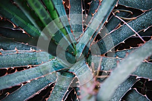 Close up on agavaceae leaf and plant