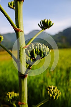 Close-up of agave americana flower buds, with natural blur background