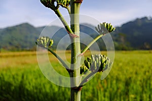 Close-up of agave americana flower buds, with natural blur background
