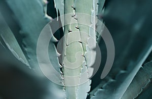 Close up agave. Cactus in desert backdround, cacti or cactaceae pattern. Agave cactus.