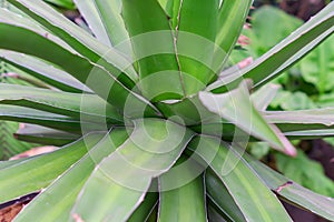 Close up of agave cactus plant. Natural background