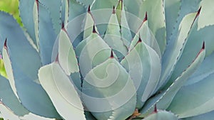 Close up of agave cactus with tilt up