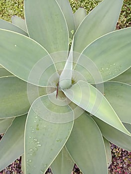 close up agave cyclonic photo
