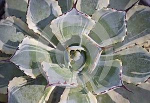 Close-up of Agave, a green succulent plant with a short stem and rosettes forms.