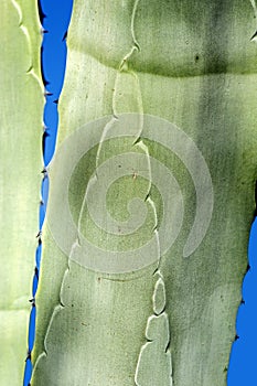 Close up of Agave leaves