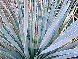 Close up of an agave plant