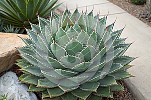 Agave plant with thorny leaves and unique patterns photo