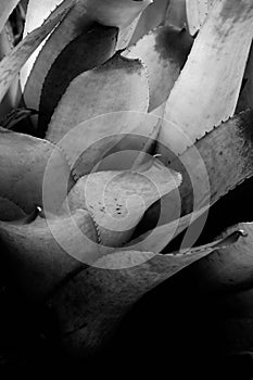 Close-up of agave plant, black and white nature pattern