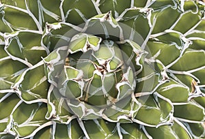 Close up of agave succulent plant.