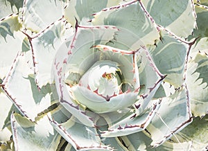 Close up of agave succulent plant.