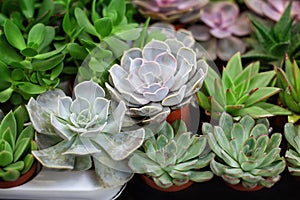 Close up of agave succulent plants. Miniature succulent plants. Mini garden of succulents and Cactus in greenhouse at home. Collec