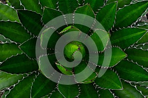 Close-up of Agave univittata plant dark green leaves. Abstract natural green leaf wallpaper pattern texture background.