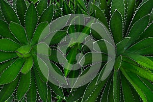 Close-up of Agave univittata plants dark green leaves. Abstract natural green leaf wallpaper pattern texture background.