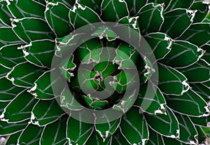 Close-up of Agave univittata plants dark green leaves. Abstract natural green leaf wallpaper pattern texture background.