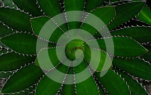 Close-up of Agave univittata plants dark green leaves. Abstract natural green leaf wallpaper pattern texture background.